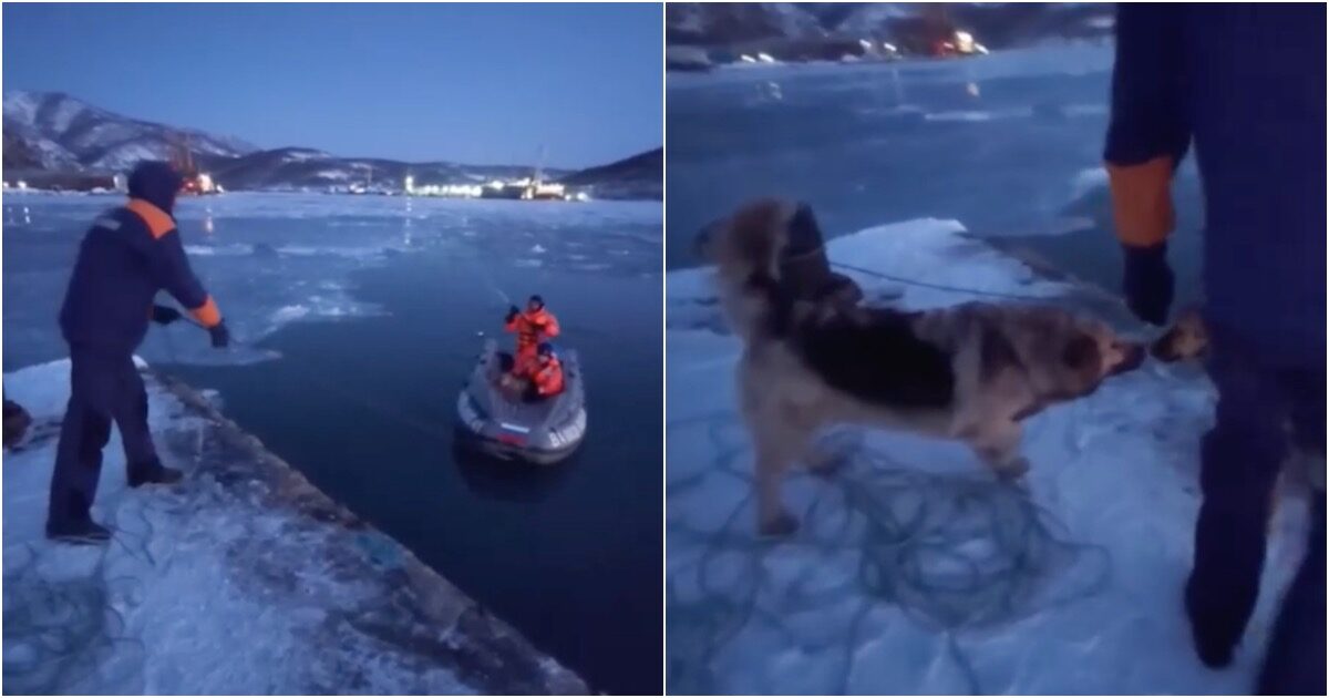 Спасатели помогли собаке, потерявшей свою пару на льдине. Видео