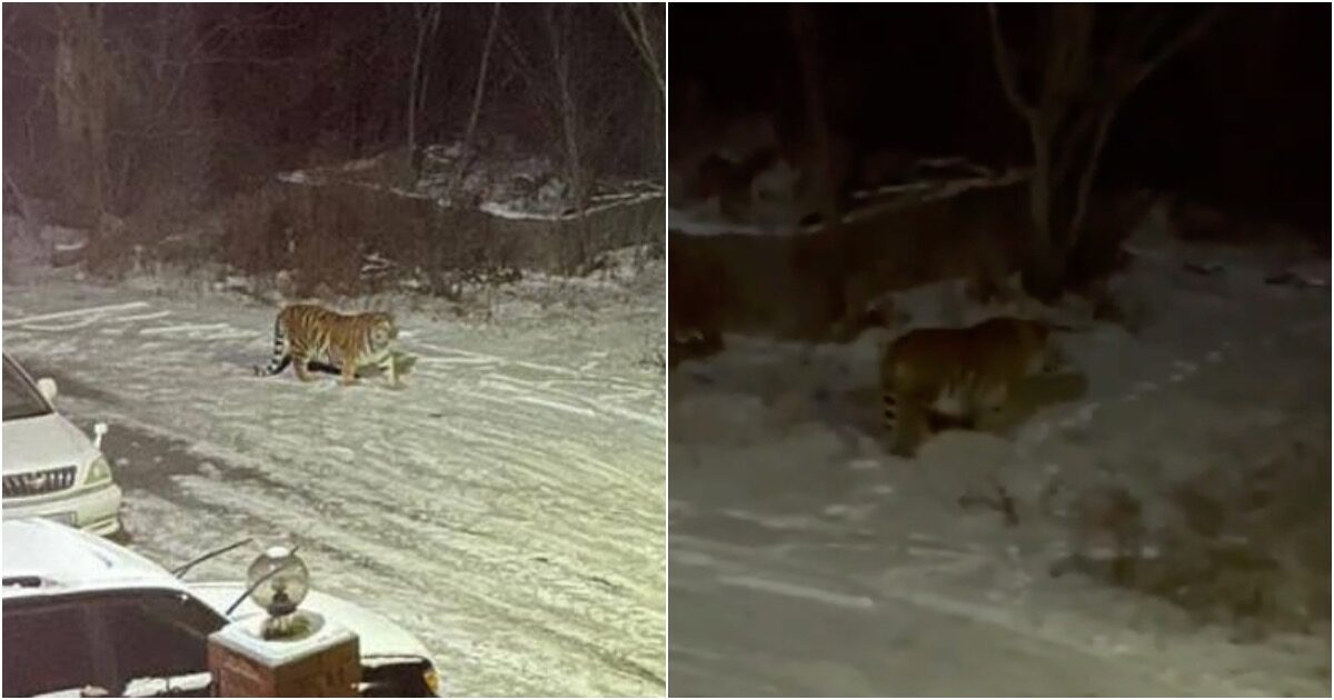 «Просто прогулялся»: в Приморье упитанный тигр бродил по дворам жилого района