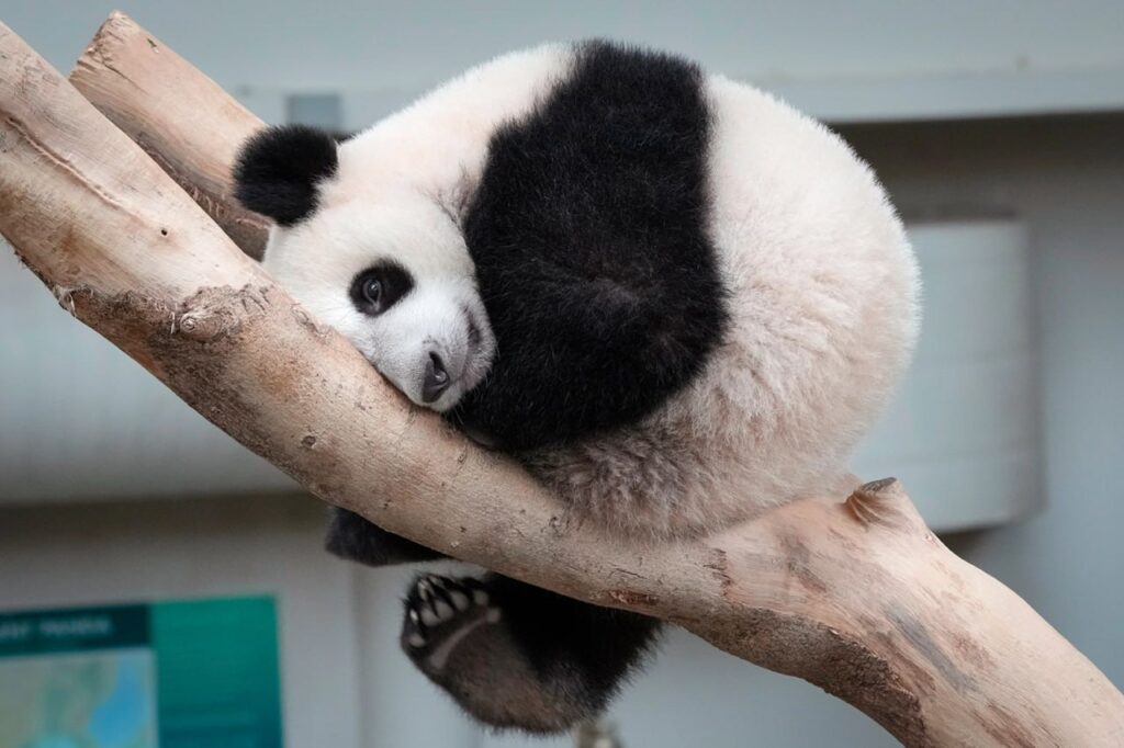 Неуклюжие, но опасные: 10 фактов о пандах