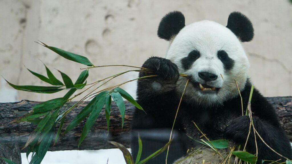 Неуклюжие, но опасные: 10 фактов о пандах