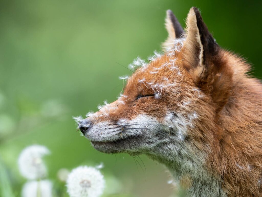 Британский фотоконкурс British Wildlife Photography Awards объявил победителей