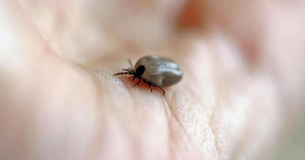 Клещи, комары, осы: первая помощь при укусах насекомых