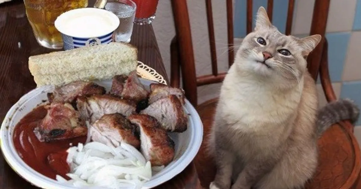 Почему кошек нельзя кормить шашлыком