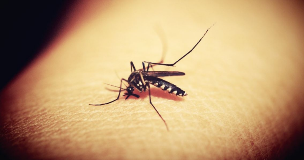 Лучшие средства под рукой, которые помогут избавиться от укусов комаров