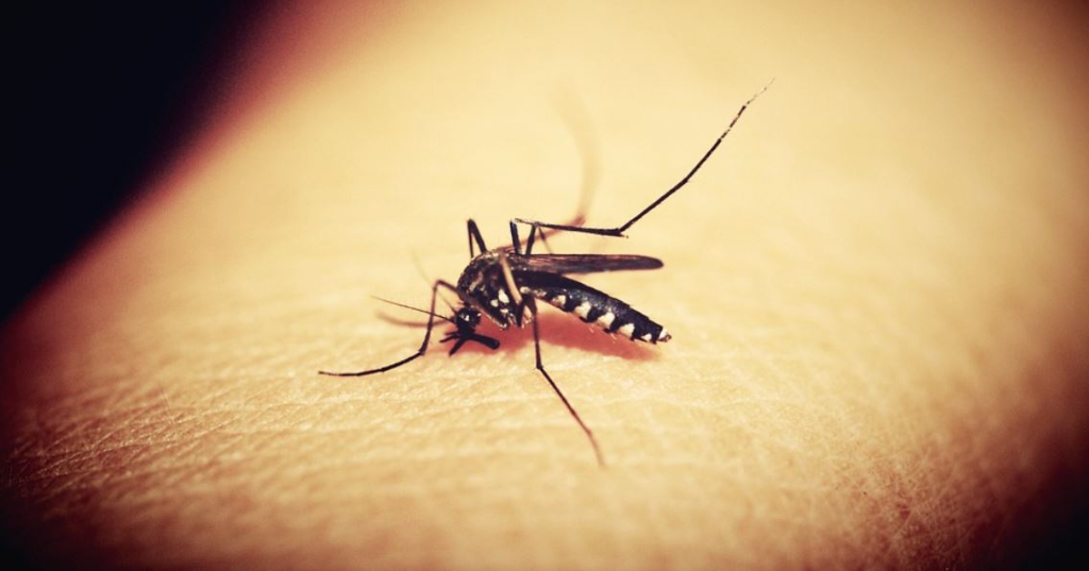 Для чего нужны комары и почему их нельзя истребить