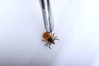 Врач раскрыл, что делать при укусе клещей