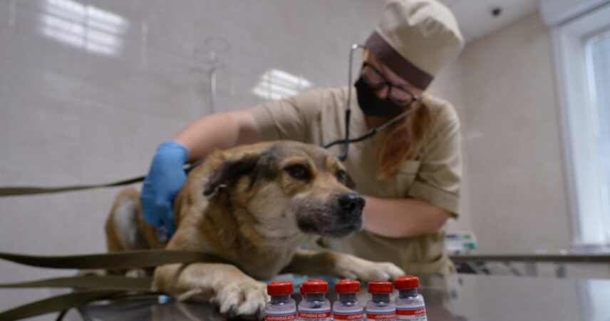 Из российских ветаптек исчезли вакцины для собак и кошек