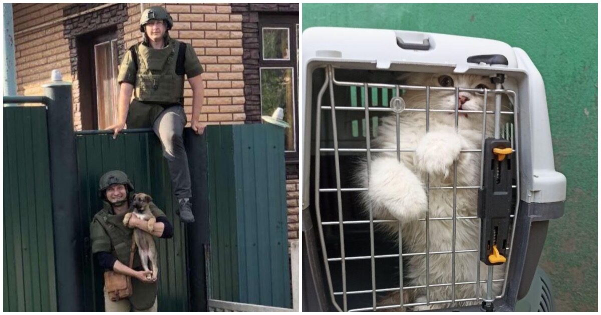 Волонтеры спасают домашних животных в Шебекино, рискуя жизнями