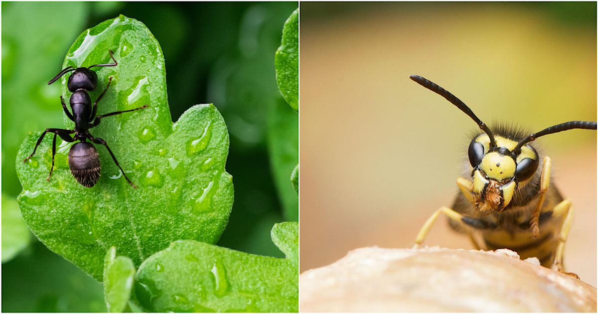 Укусы насекомых, которые не стоит игнорировать