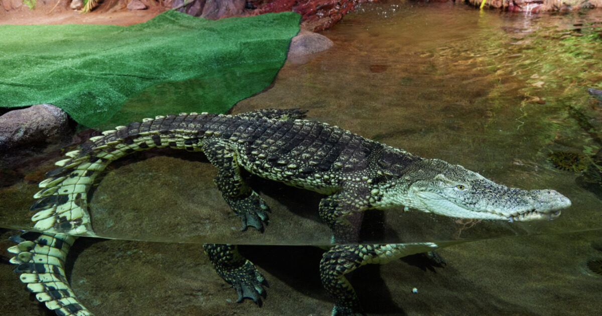 Самка крокодила забеременела без участия самца