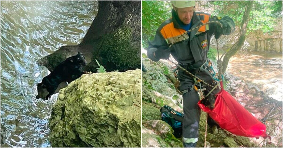 В Сочи спасли сорвавшуюся с 10-метрового водопада собаку