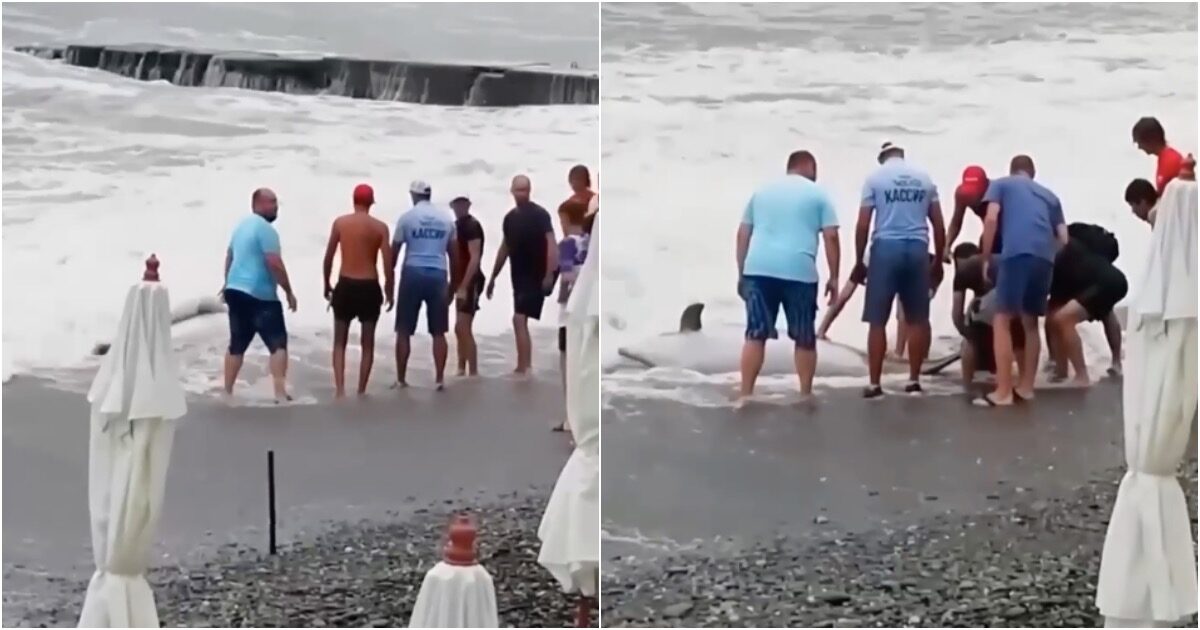 В Адлере очевидцы помогли дельфинам вернуться в море В Адлере очевидцы помогли дельфинам вернуться в море