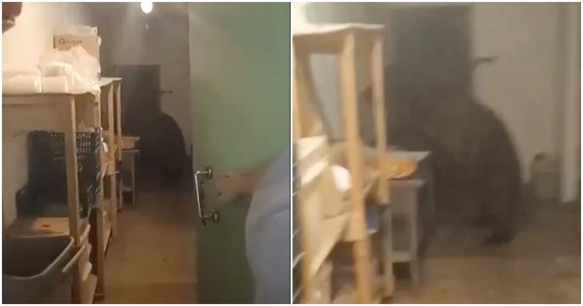Медведь пробрался в пекарню на Сахалине и съел больше 100 пирожков Медведь пробрался в пекарню на Сахалине и съел больше 100 пирожков