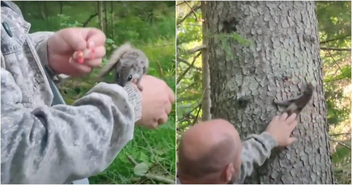 Бельчонка-летягу выкормили и выпустили в лес на Сахалине