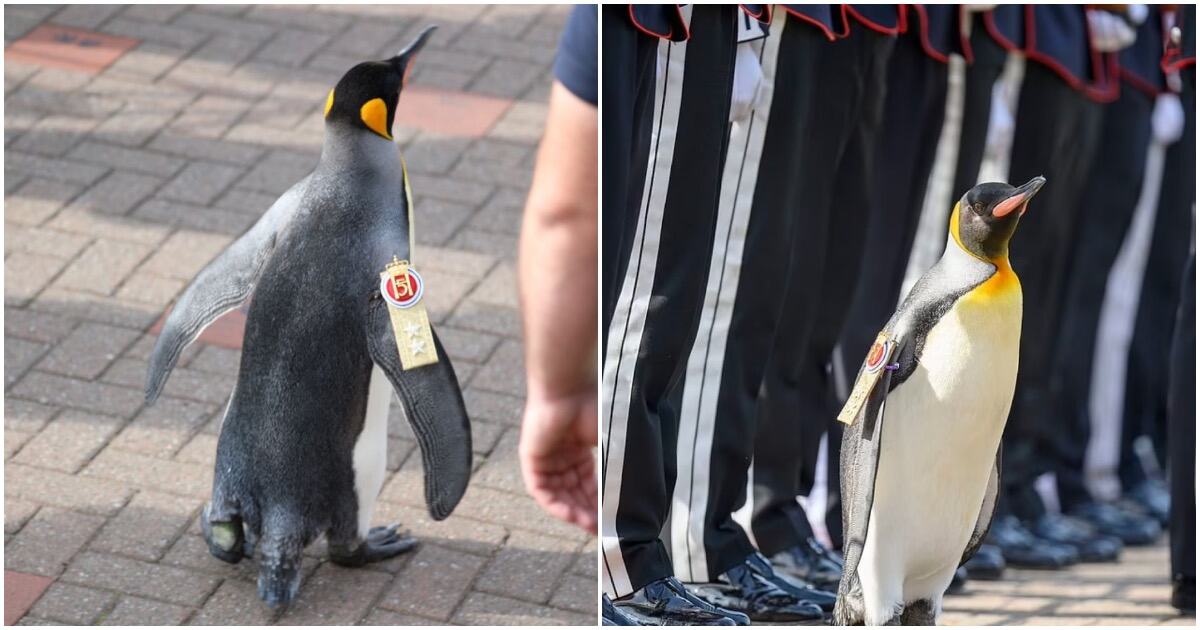 Пингвин дослужился до генерал-майора в норвежской армии