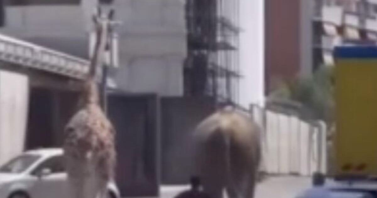 Слон и жираф объединились и сбежали со съёмок в Риме