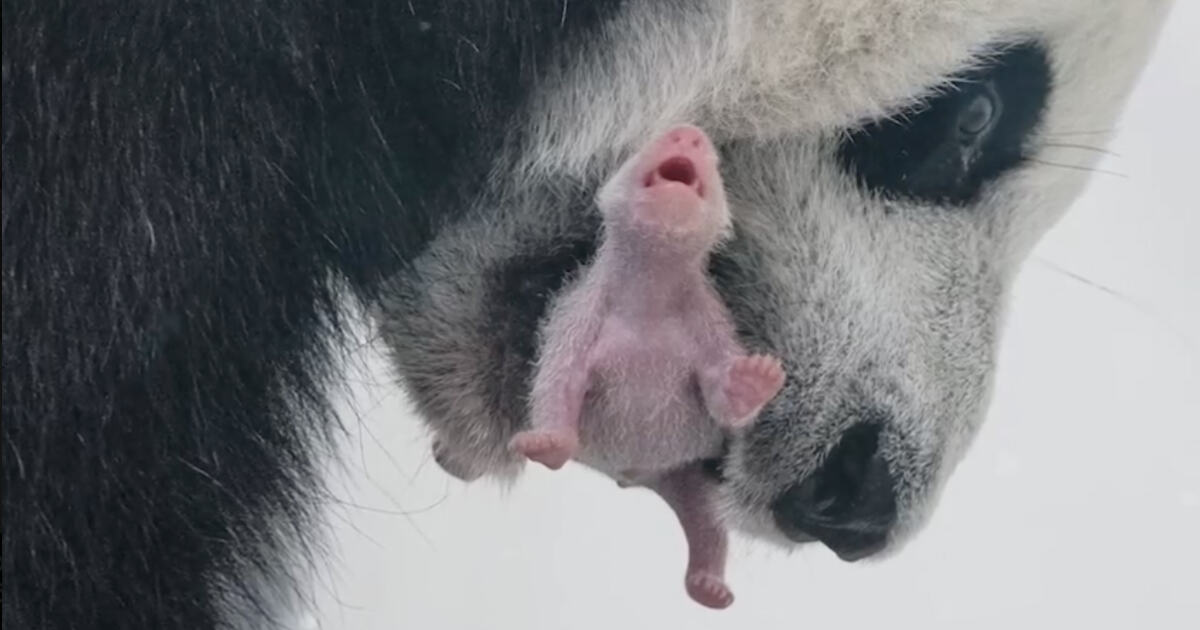 В Московском зоопарке впервые в истории страны родился детеныш панды