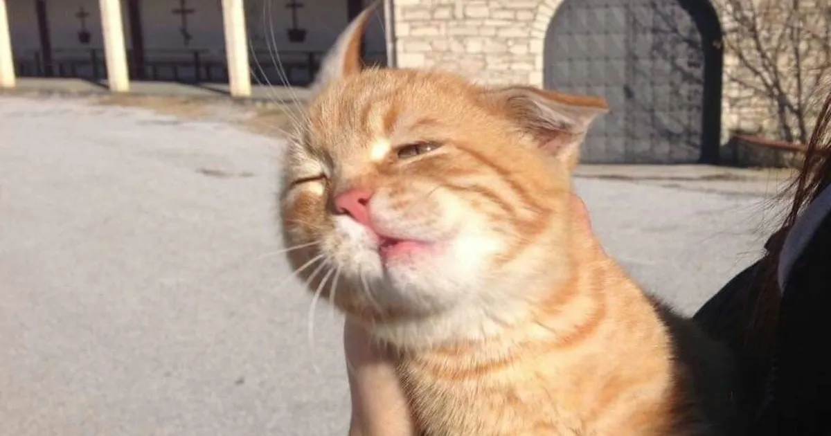 Orange cat vibes: почему в интернете смеются над рыжими котами