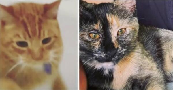 Orange cat vibes: почему в интернете смеются над рыжими котами