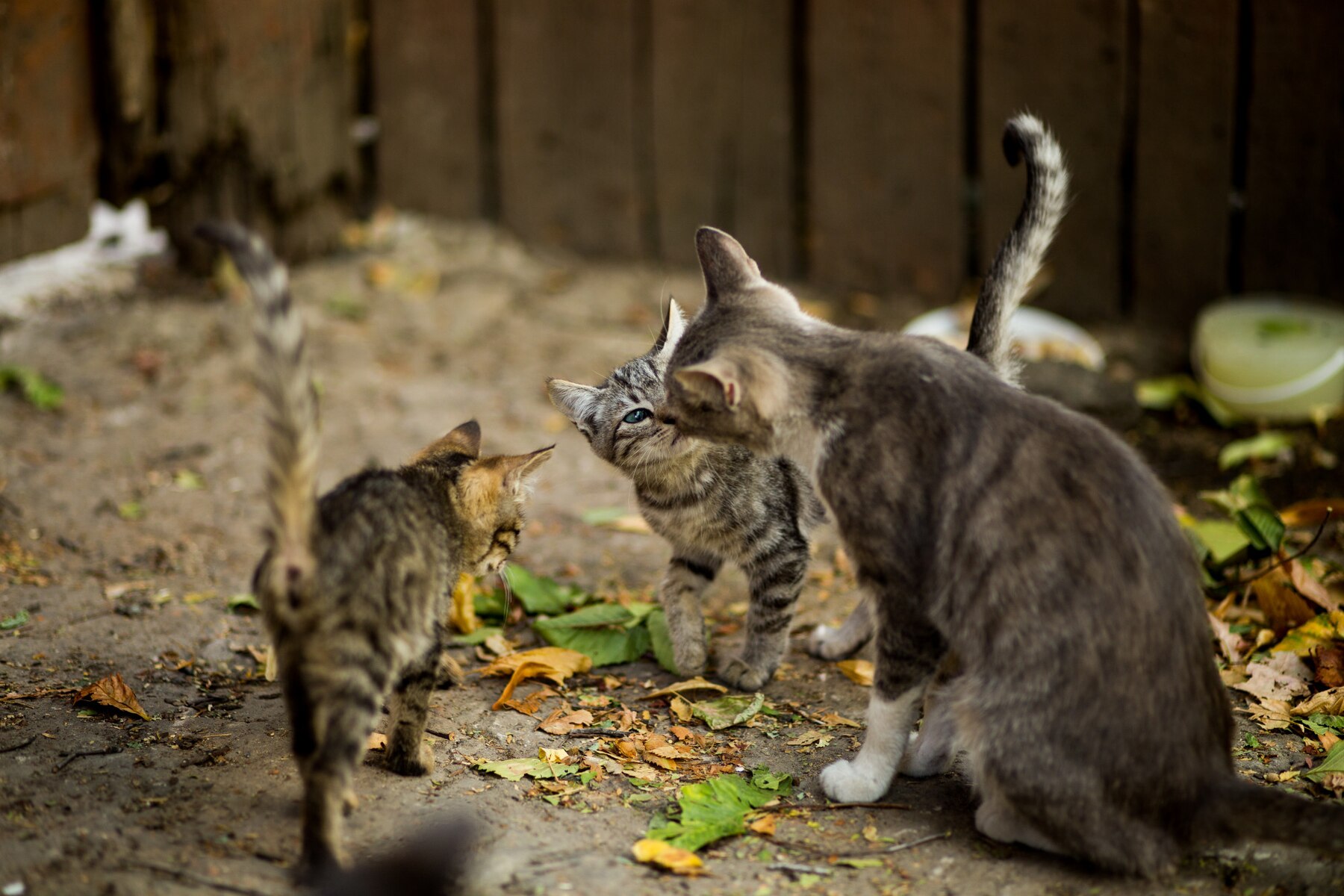 Кормящие кошки фото