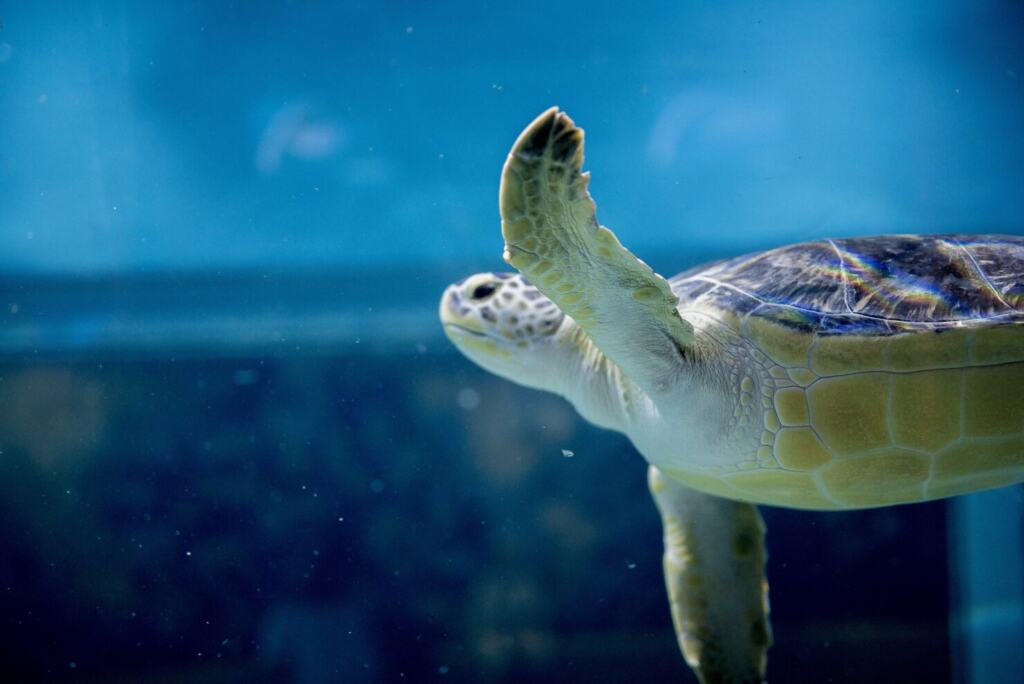 Тяжелые металлы повлияли на соотношение полов в популяции морских черепах