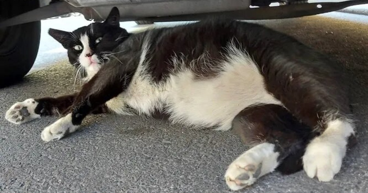 Любимый туристами толстый кот похудел и пропал с онлайн-карт