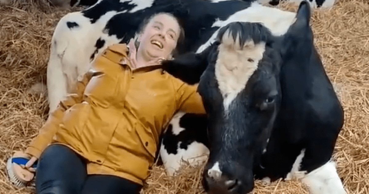 В объятиях с коровой: в Британии придумали новый способ борьбы со стрессом