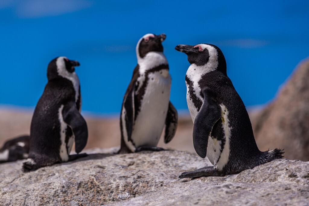 Антарктические пингвины спят тысячи раз в сутки эпизодами по несколько секунд
