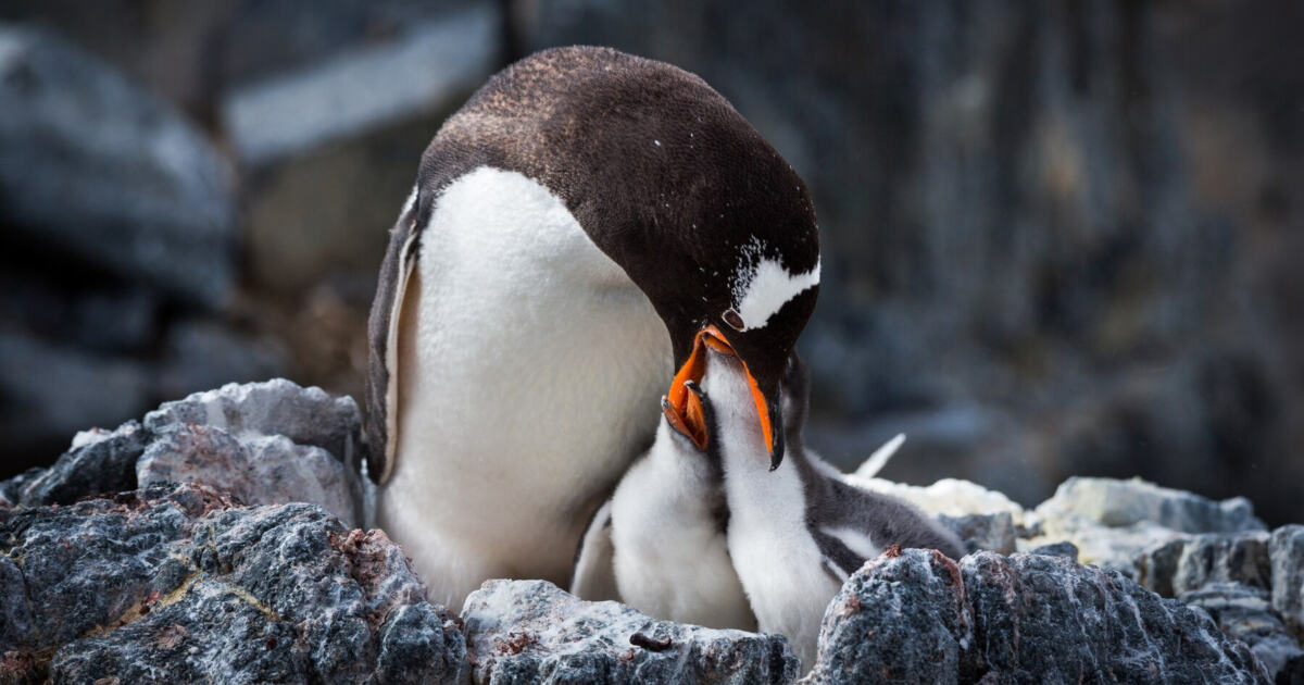 Антарктические пингвины спят тысячи раз в сутки эпизодами по несколько секунд