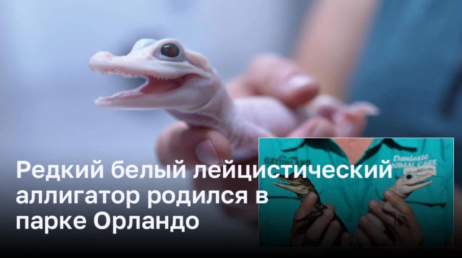 Удивительное рождение белого лейцистического аллигатора в парке Орландо Удивительное рождение белого лейцистического аллигатора в парке Орландо