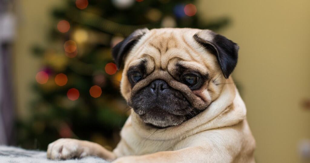 Собака устроила взрыв в Новосибирске