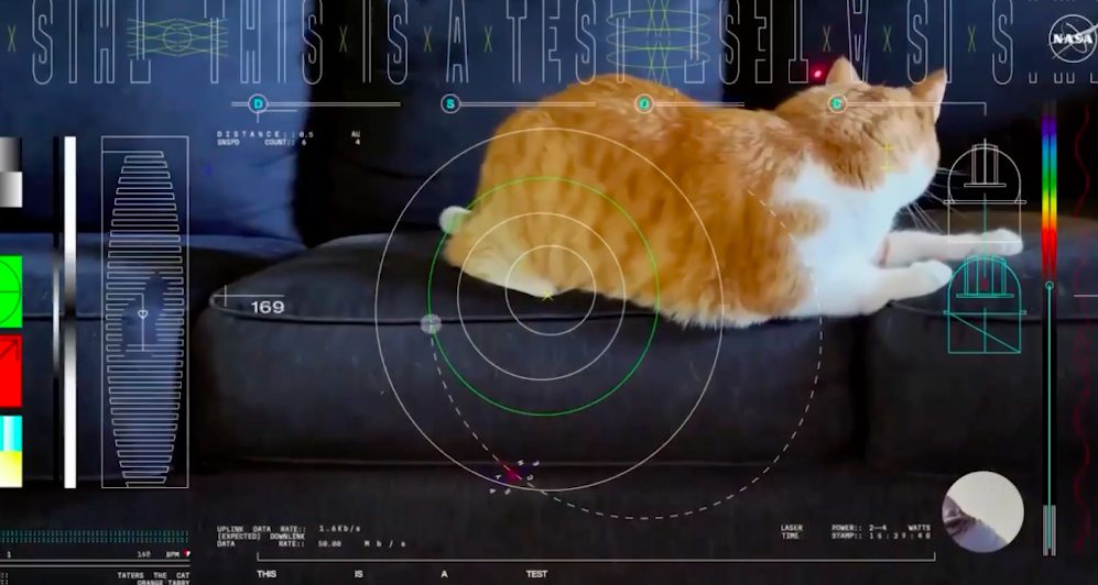 Видео с рыжим котом передали на Землю из космоса с рекордной дистанции