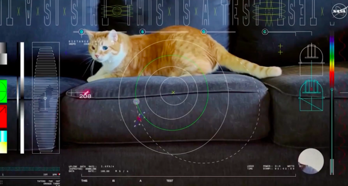 Видео с рыжим котом передали на Землю из космоса с рекордной дистанции