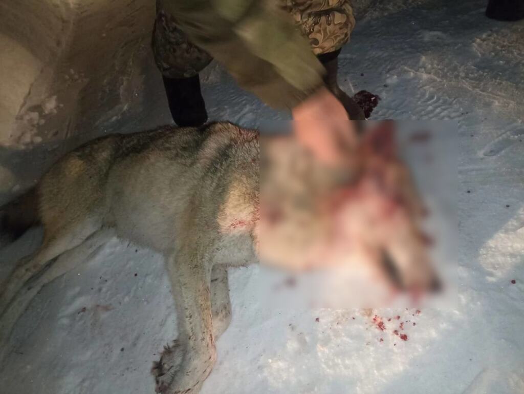 Волк напал на поселок и насмерть загрыз человека в Курганской области