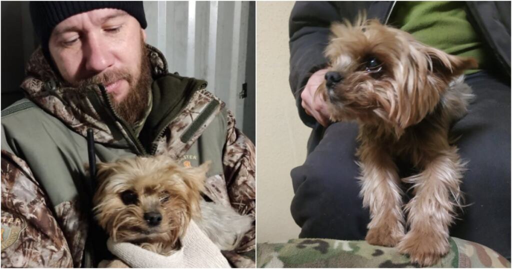 ольга мельникова йоркширский терьеры. йоркширский терьер щенок 4 недели. йоркширский терьер пермь. йоркширский терьер мини. йоркширский терьер чемпионы мира.