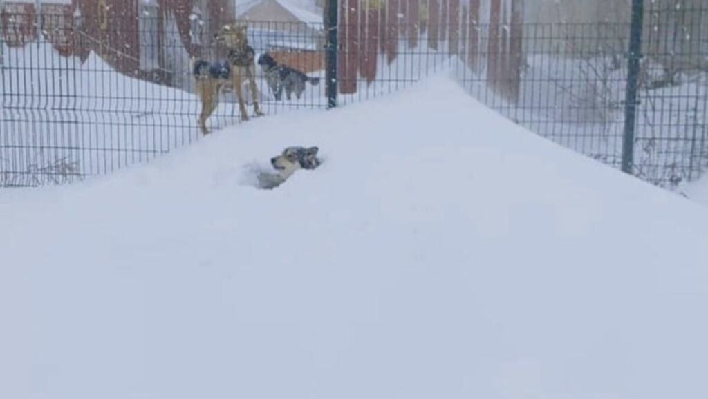 День бездомных животных. Спаси друга. Спасаем собак в другой стране. Спасение бездомных животных якутск. Отлов бездомных питомцев.