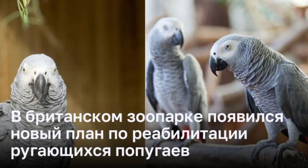 говорящий попугай григорий. попугай жако. говорящие попугаи. корзина для попугая. попугай мем.