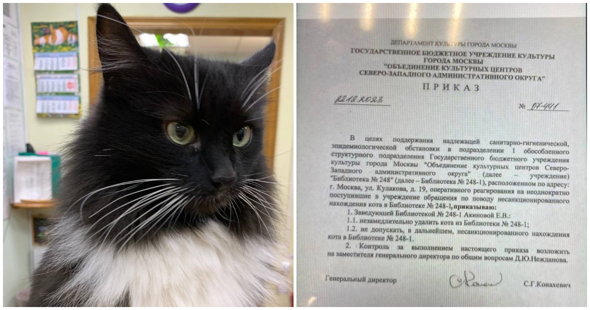 Из московской библиотеки после доноса выгнали кота с восьмилетним стажем