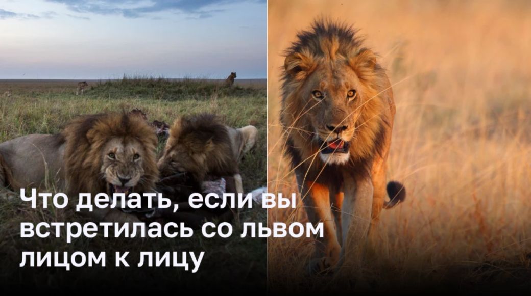 Как действовать, если встретили льва в дикой природе