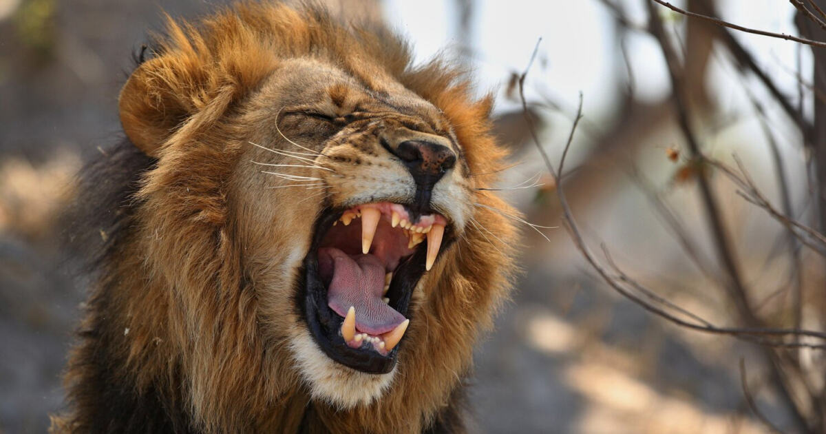 Львы стали реже охотиться на зебр из-за распространения муравьев