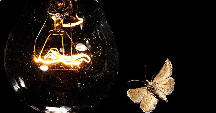 Учёные объяснили, почему насекомые летят на свет