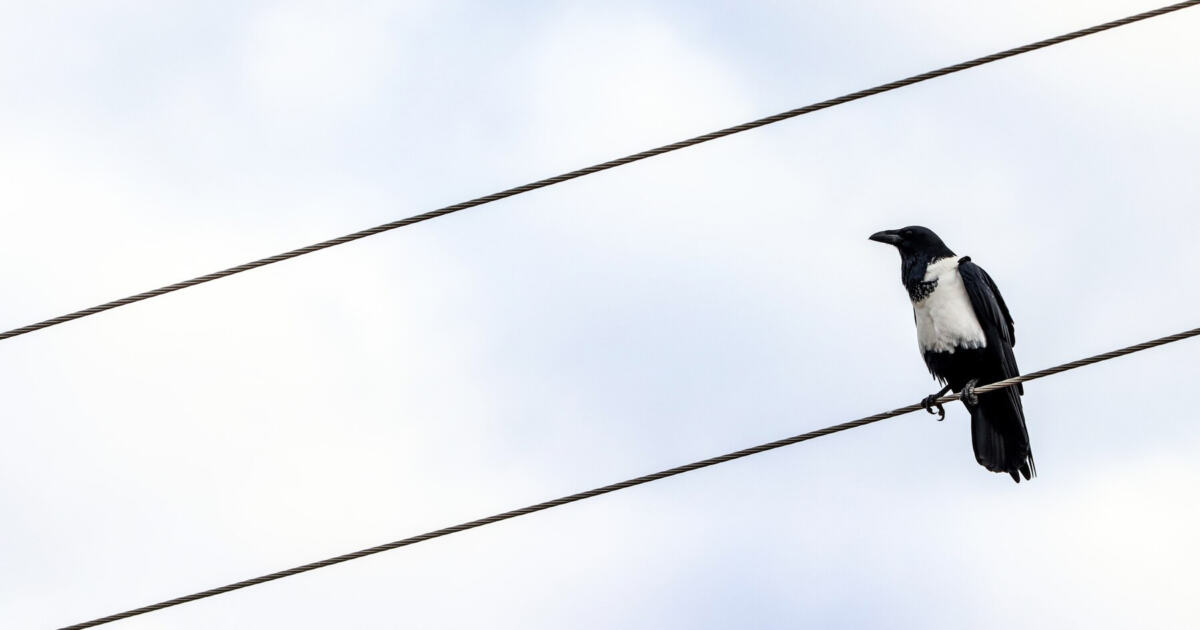Почему сидящих на проводах птиц не бьет током
