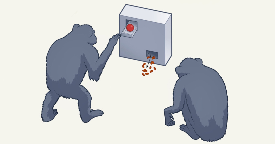 Шимпанзе подсмотрели решение сложной задачи у сородичей