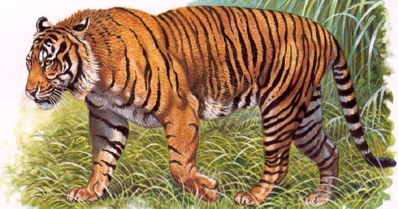 Найденный волос поставил под вопрос данные о вымирании яванских тигров