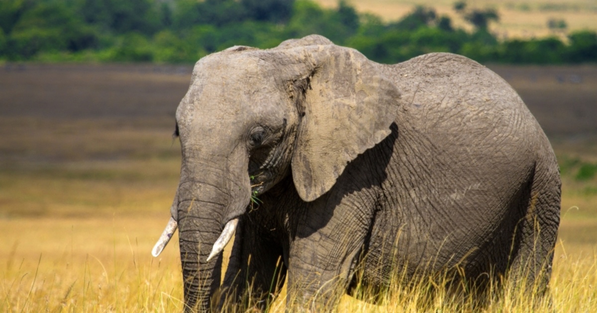 Пенсионерка погибла из-за нападения слона на туристов
