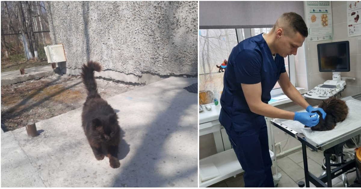 Бездомный кот с Сахалина сам раз в год приходит в ветклинику на процедуры