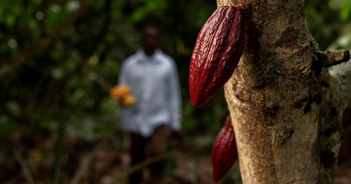 Вирус поражает плантации какао
