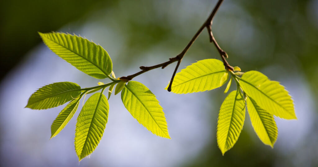 Учёные рассказали, зачем на листьях прожилки