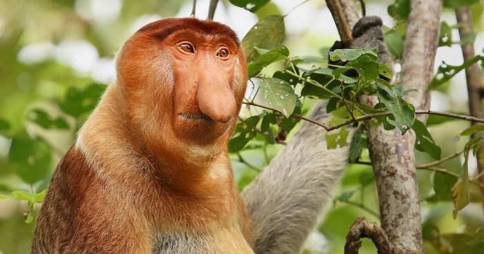 Учёные узнали, почему у обезьян-носачей такие крупные носы Учёные узнали, почему у обезьян-носачей такие крупные носы