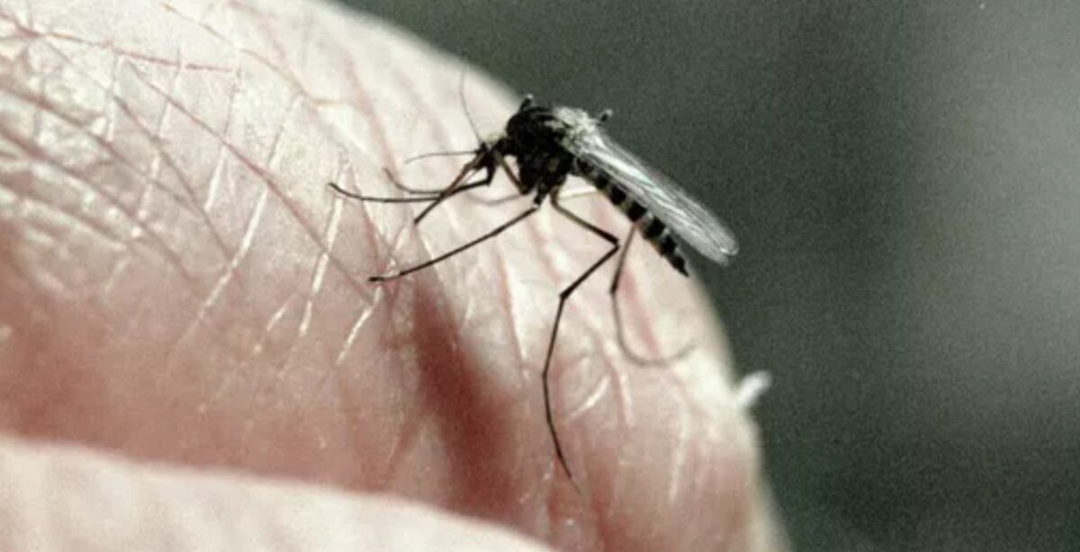 Ученые назвали нестандартный способ избежать комариных укусов
